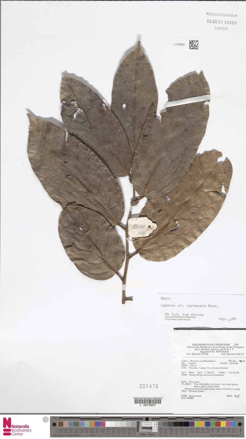 Aporosa leytensis