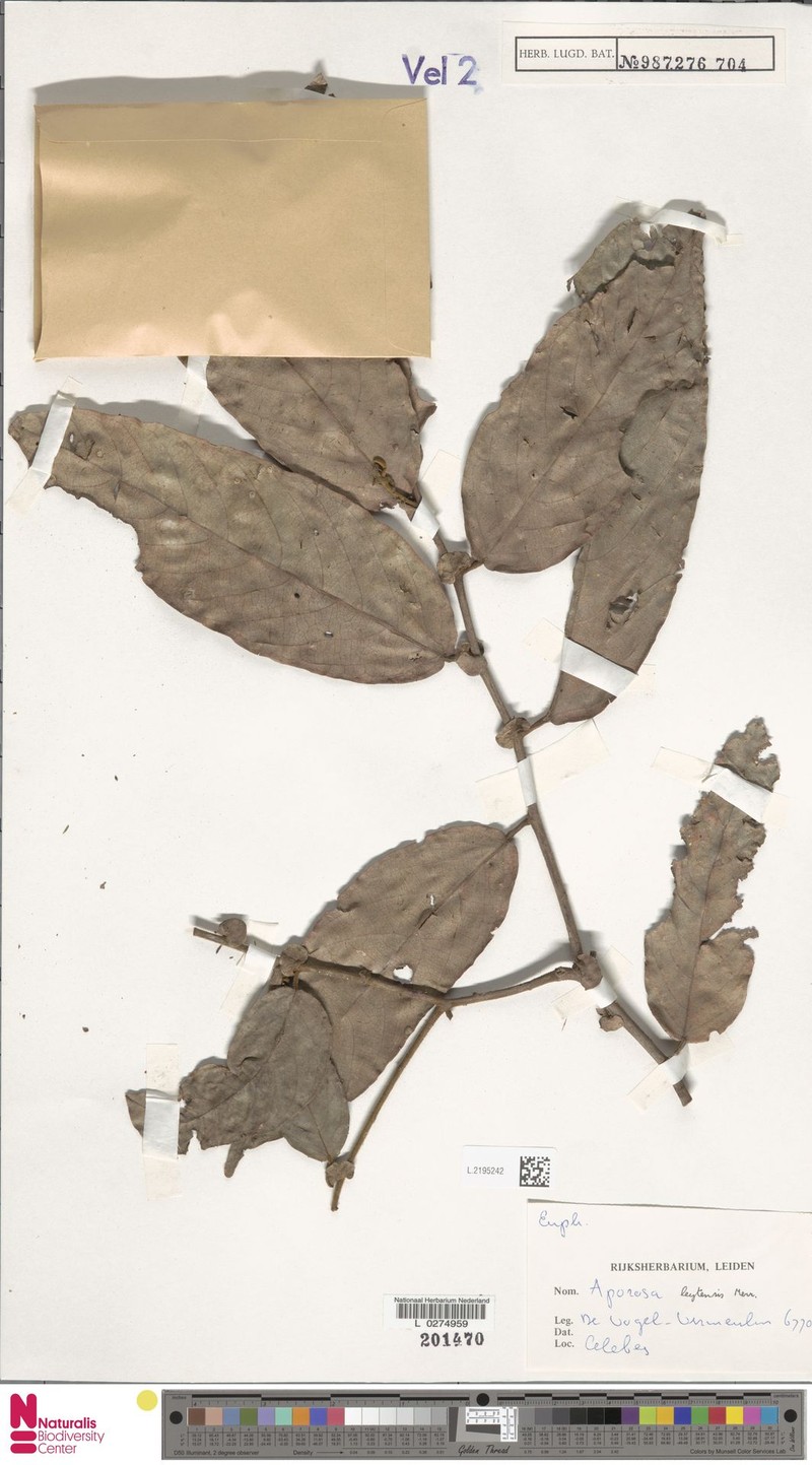 Aporosa leytensis photo 2