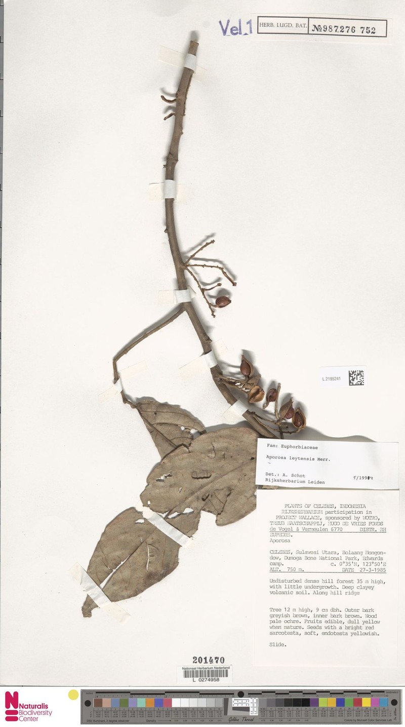 Aporosa leytensis photo 3