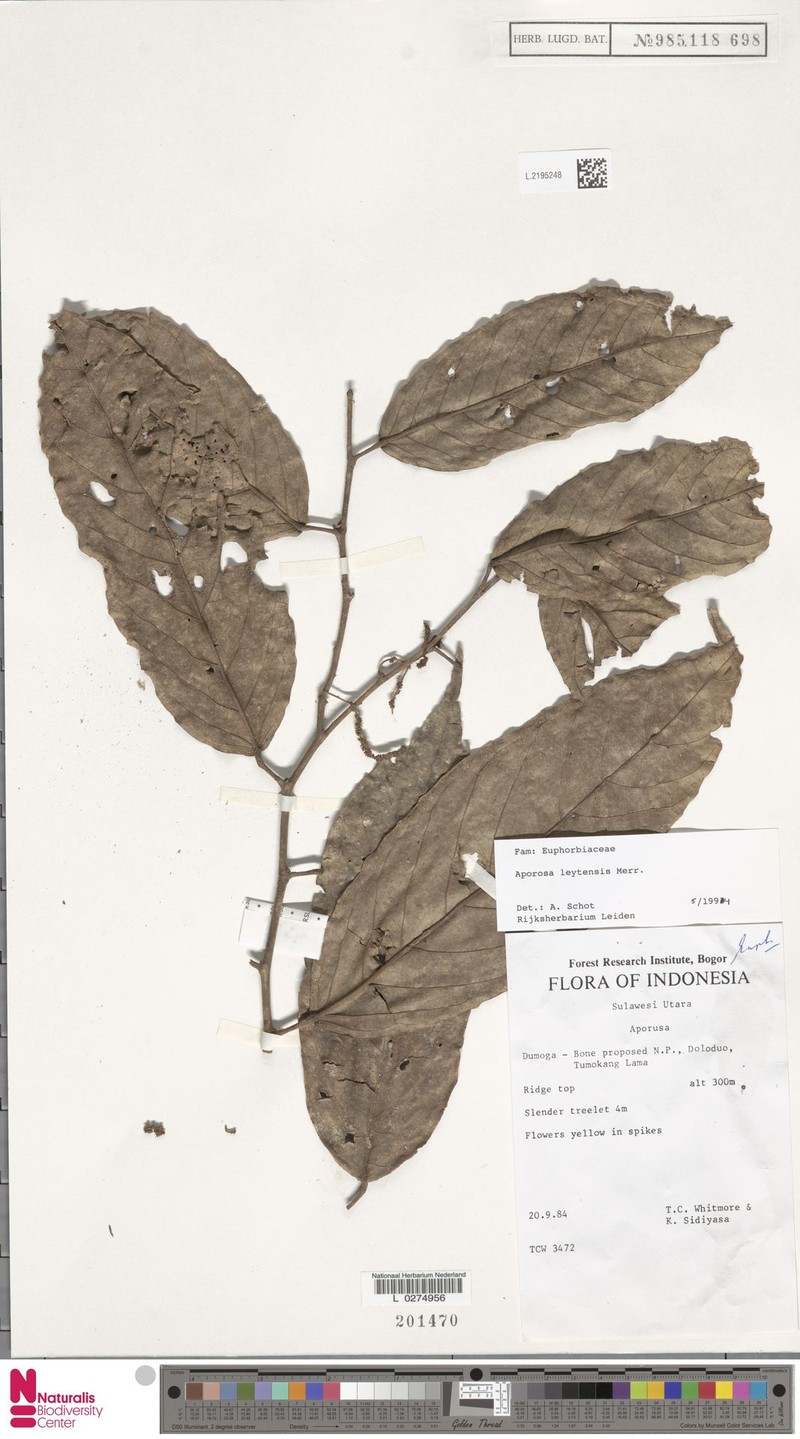 Aporosa leytensis photo 4