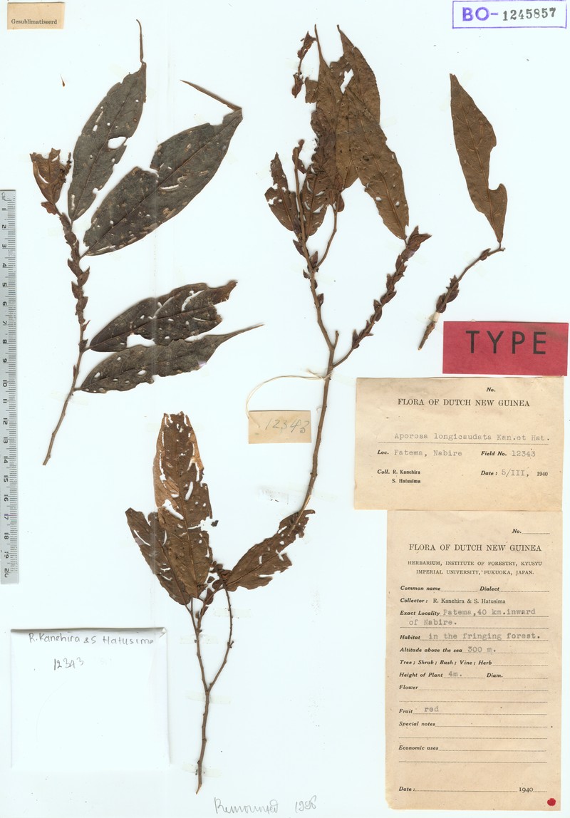 Aporosa longicaudata