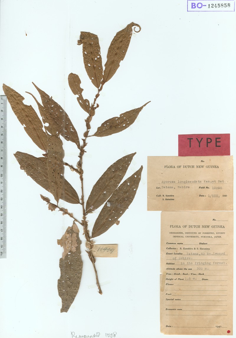 Aporosa longicaudata photo 2