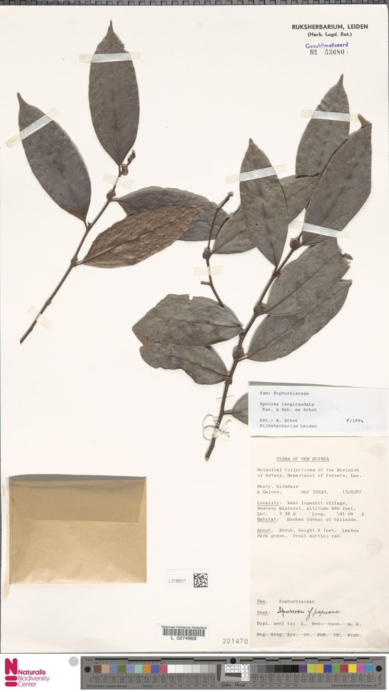 Aporosa longicaudata photo 3