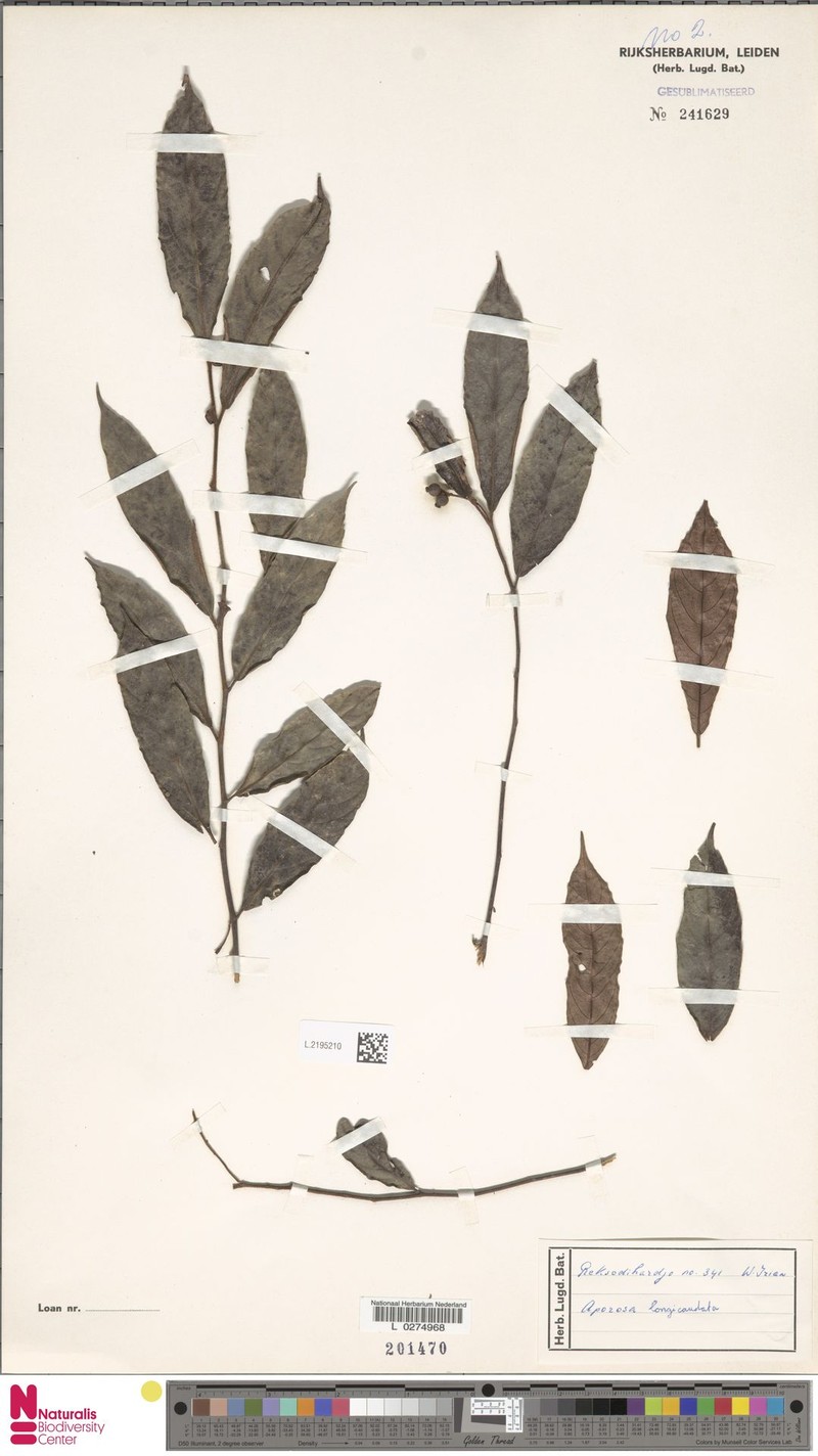 Aporosa longicaudata photo 4