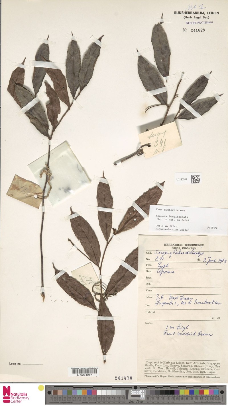 Aporosa longicaudata photo 5
