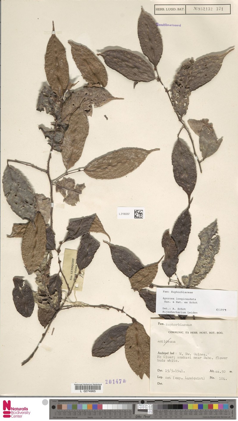 Aporosa longicaudata photo 6