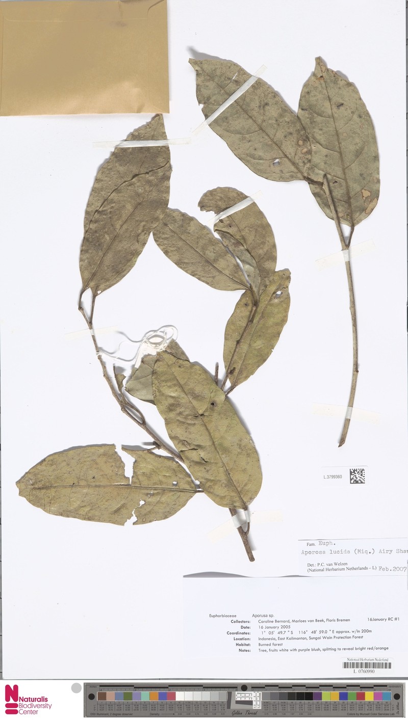 Aporosa lucida photo 3