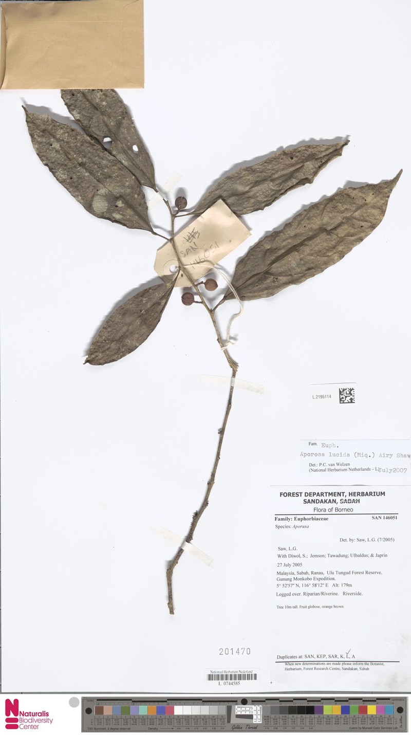Aporosa lucida photo 5