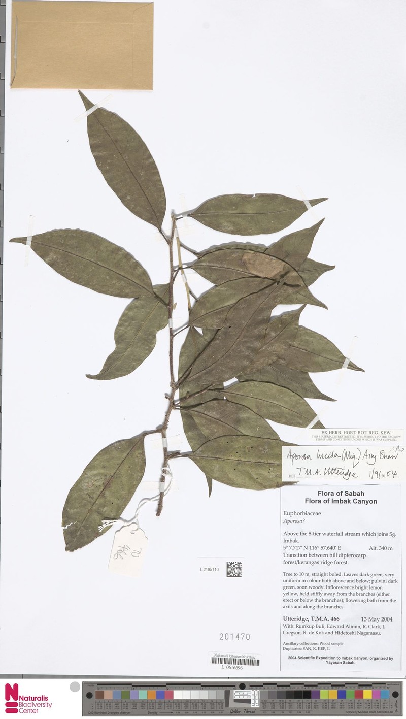 Aporosa lucida photo 6