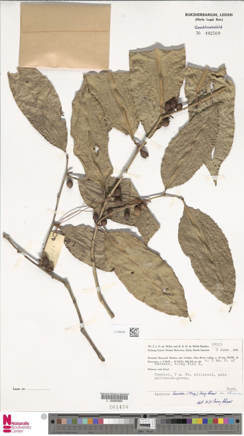Aporosa lucida var. ellipsoidea