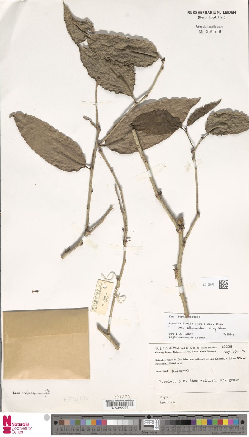 Aporosa lucida var. ellipsoidea photo 2