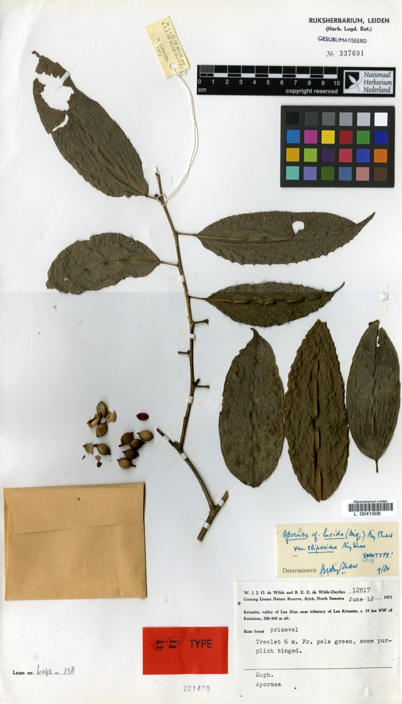 Aporosa lucida var. ellipsoidea photo 3