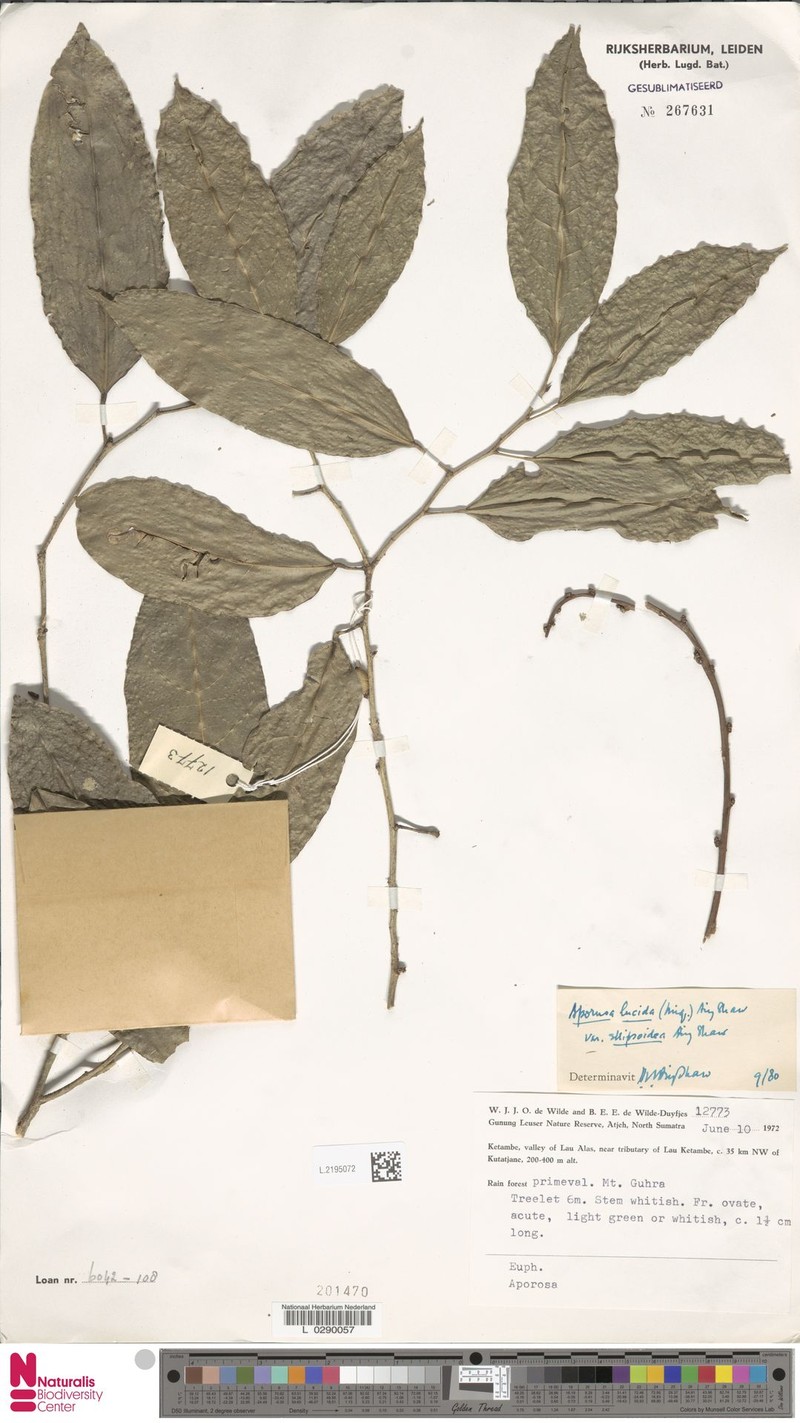 Aporosa lucida var. ellipsoidea photo 4