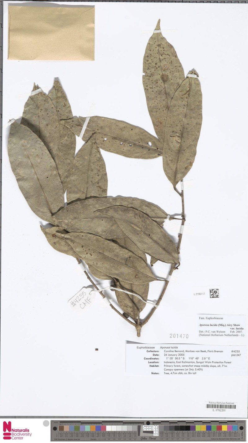 Aporosa lucida var. lucida