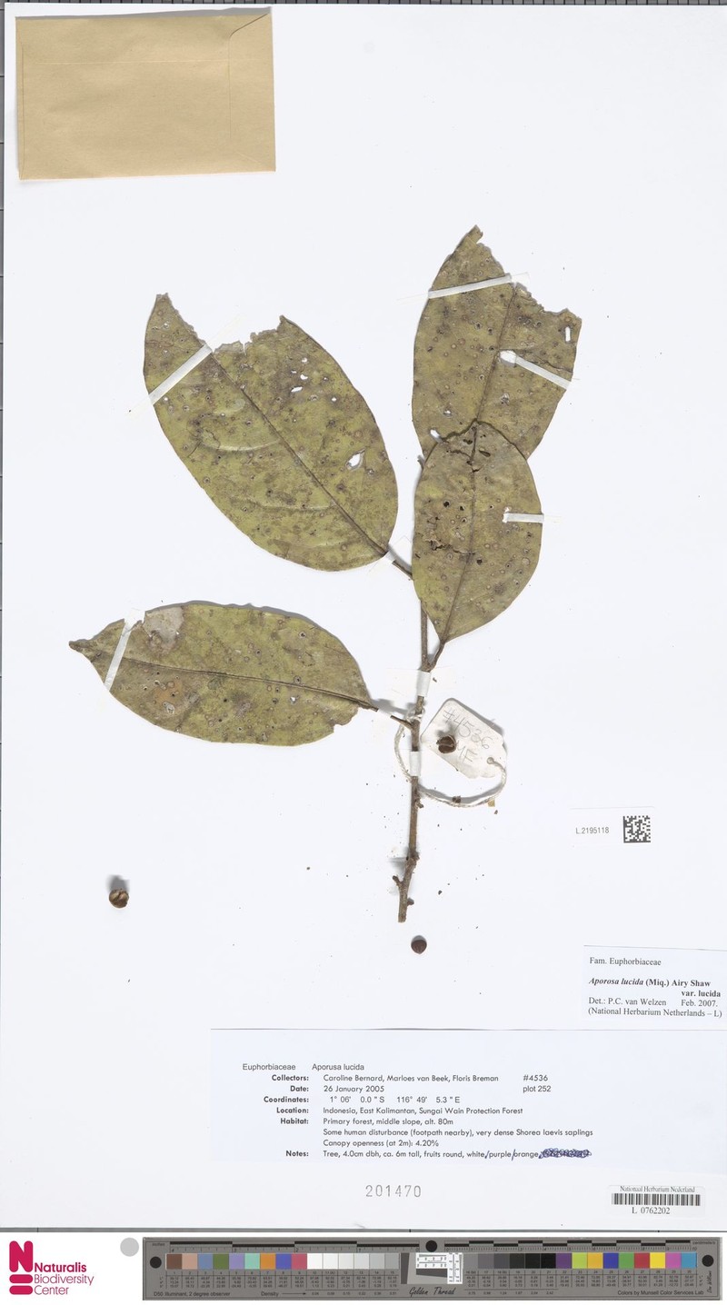 Aporosa lucida var. lucida photo 2