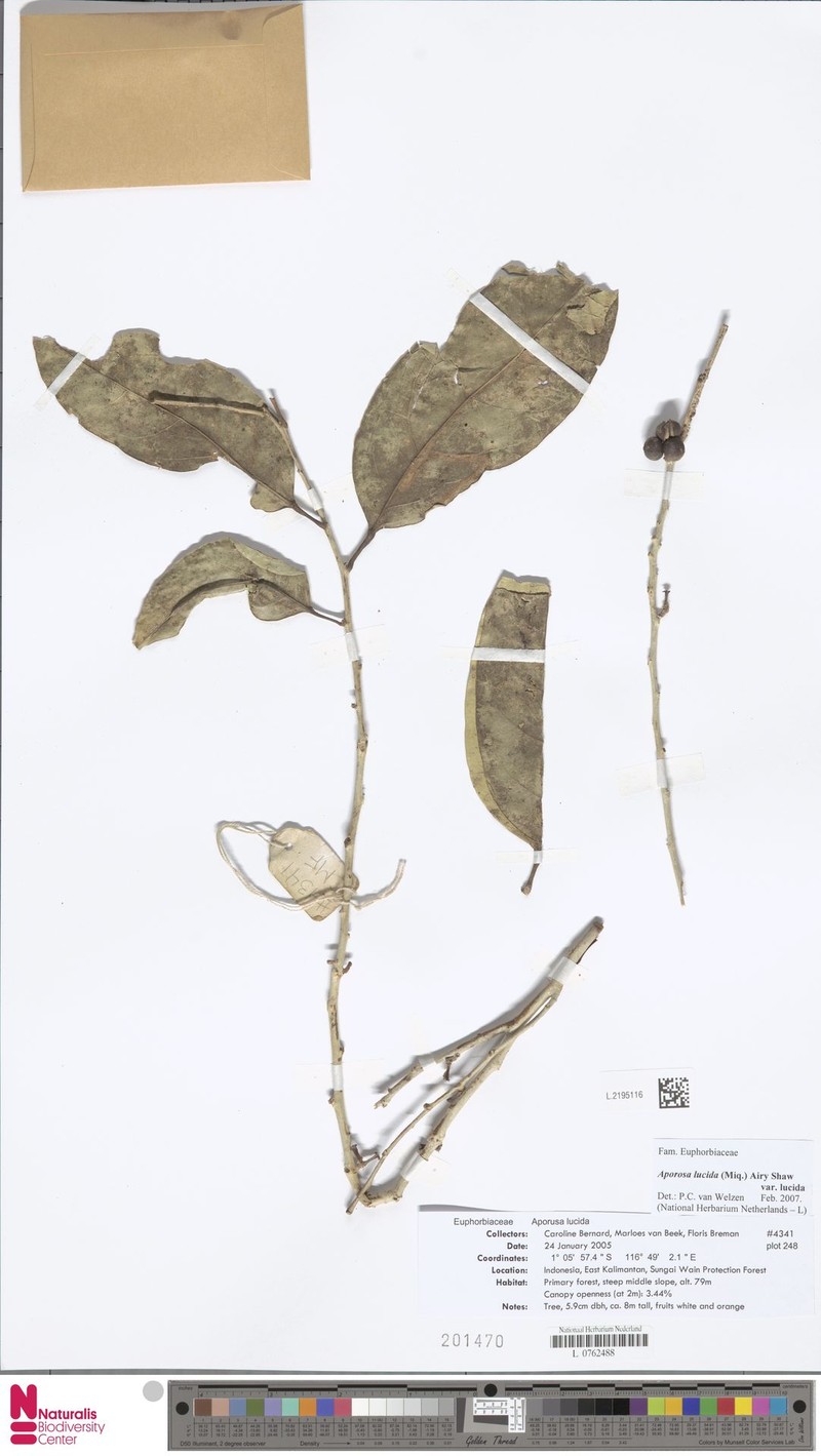 Aporosa lucida var. lucida photo 3