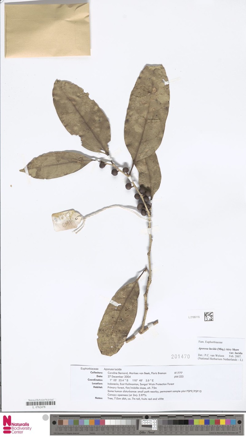 Aporosa lucida var. lucida photo 4