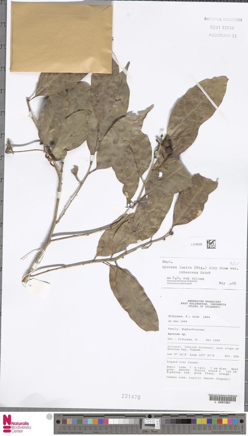 Aporosa lucida var. pubescens