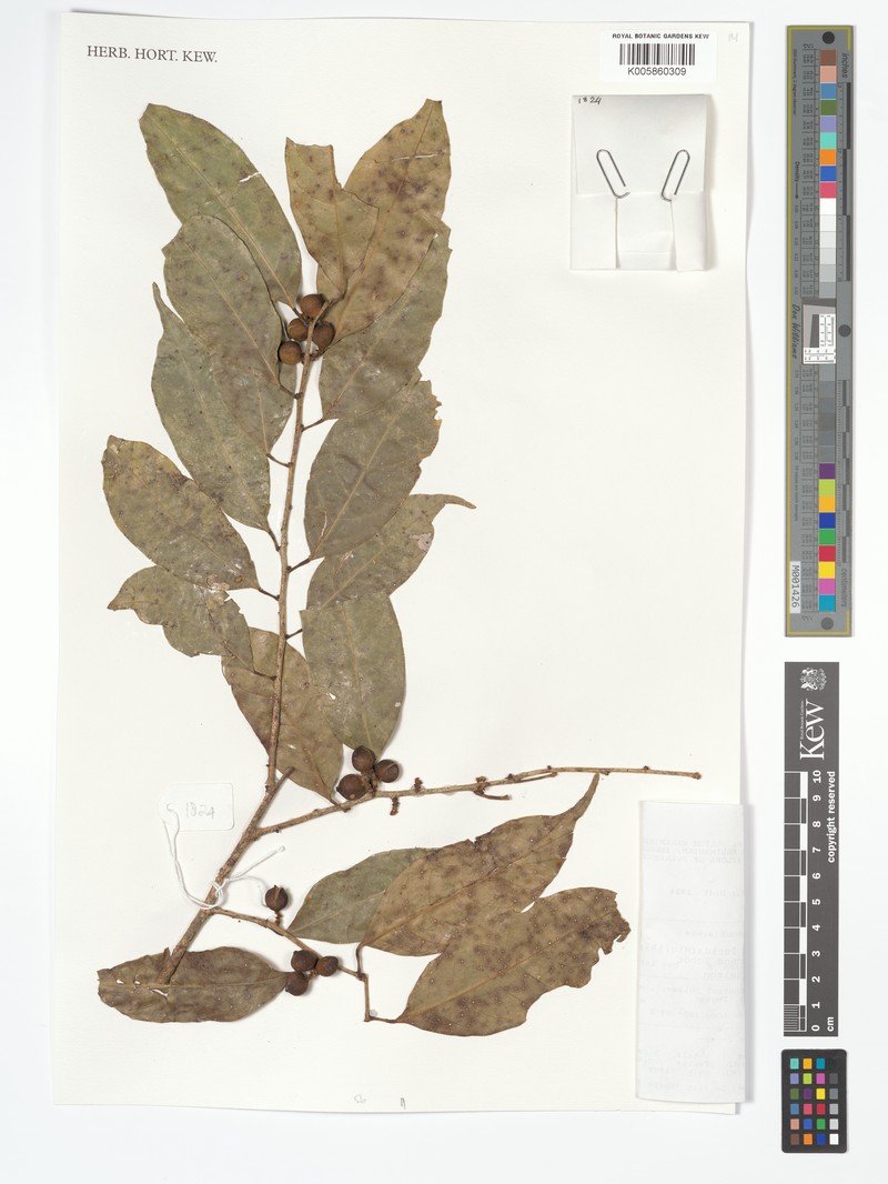 Aporosa lucida var. pubescens photo 2