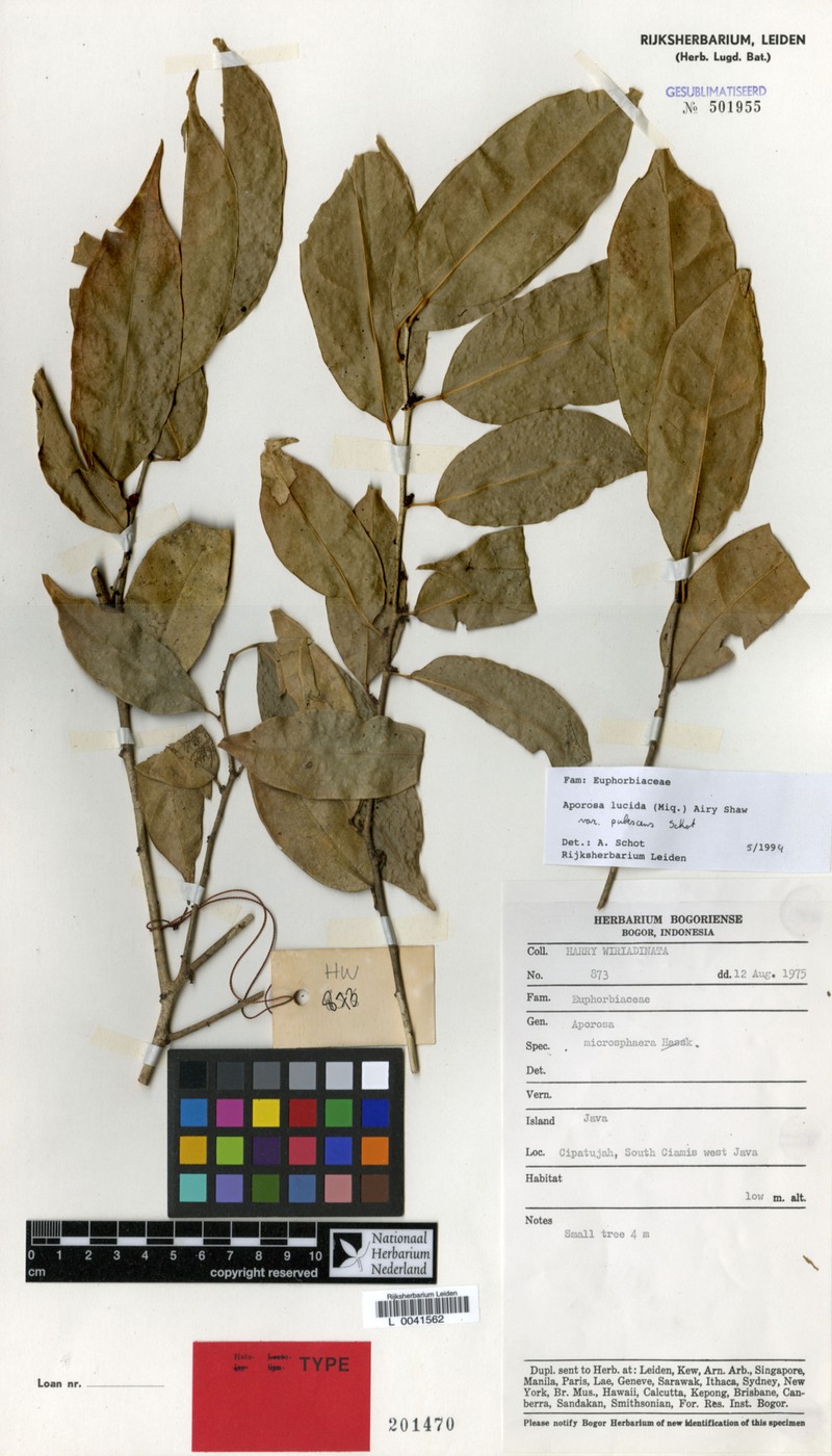 Aporosa lucida var. pubescens photo 3
