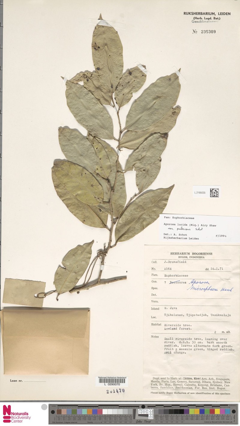Aporosa lucida var. pubescens photo 4