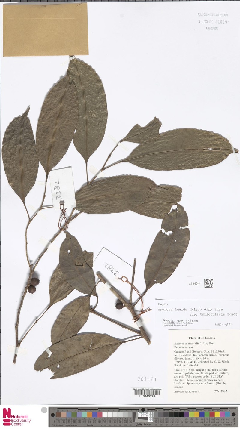 Aporosa lucida var. trilocularis