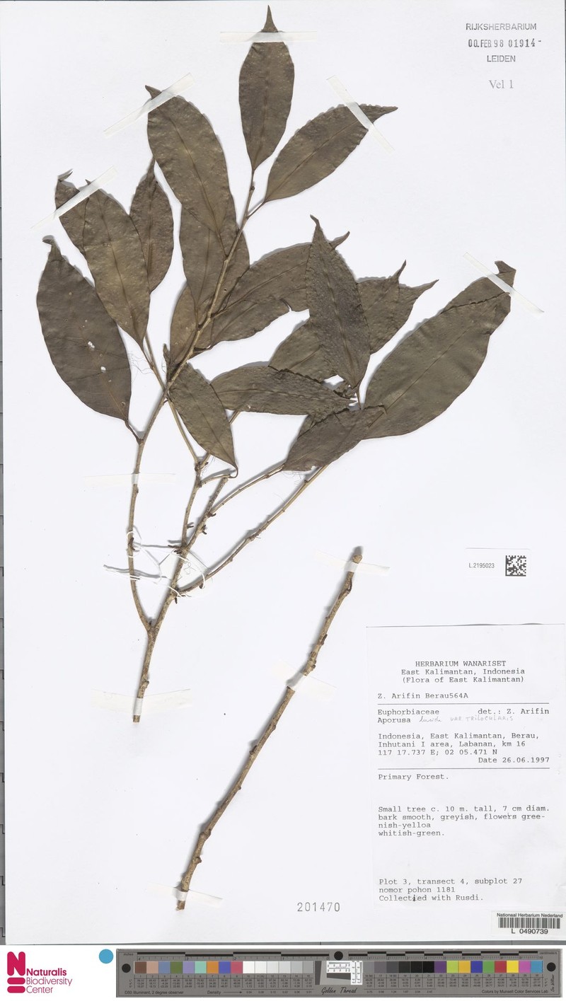 Aporosa lucida var. trilocularis photo 2
