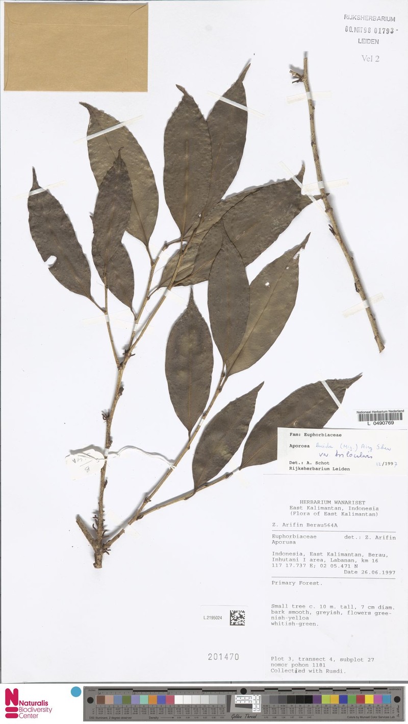 Aporosa lucida var. trilocularis photo 3