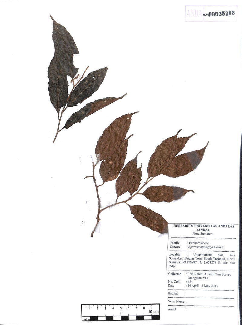 Aporosa maingayi