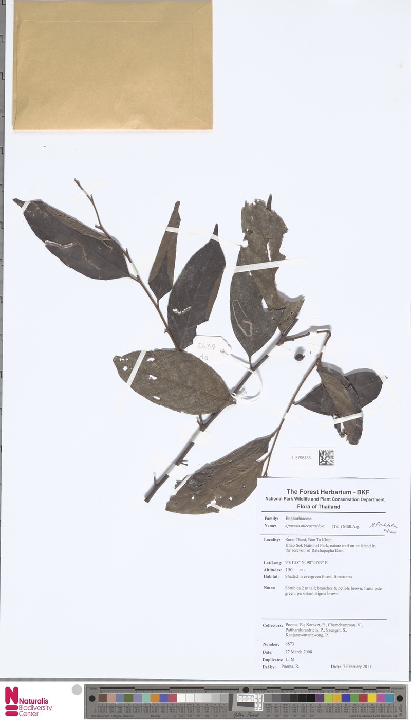 Aporosa microstachya photo 2
