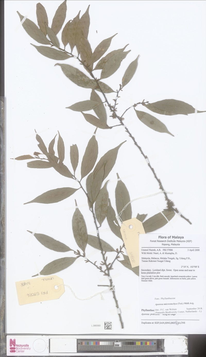 Aporosa microstachya photo 3