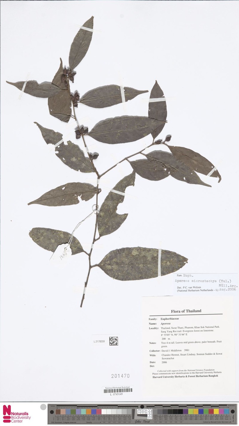 Aporosa microstachya photo 6