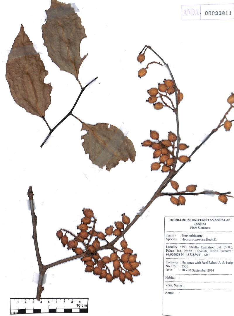 Aporosa nervosa