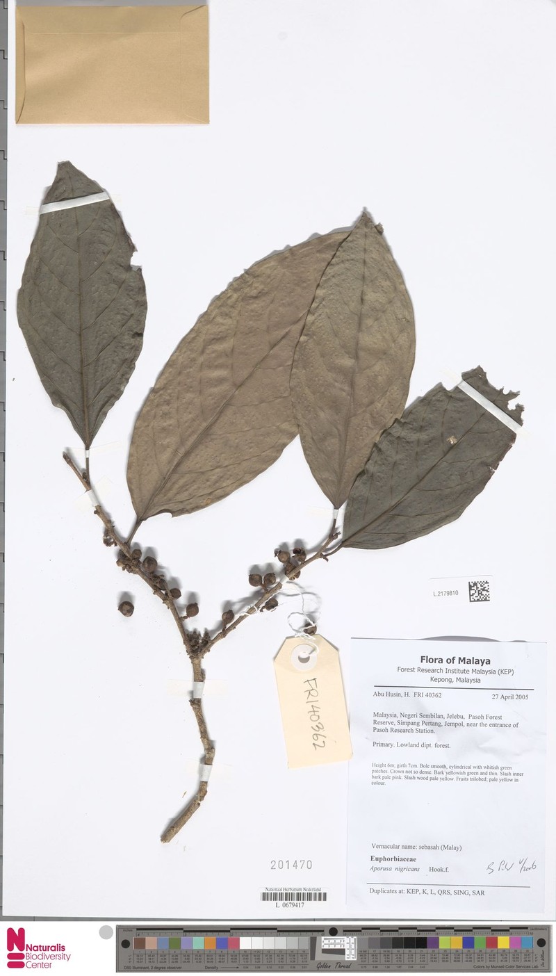 Aporosa nigricans
