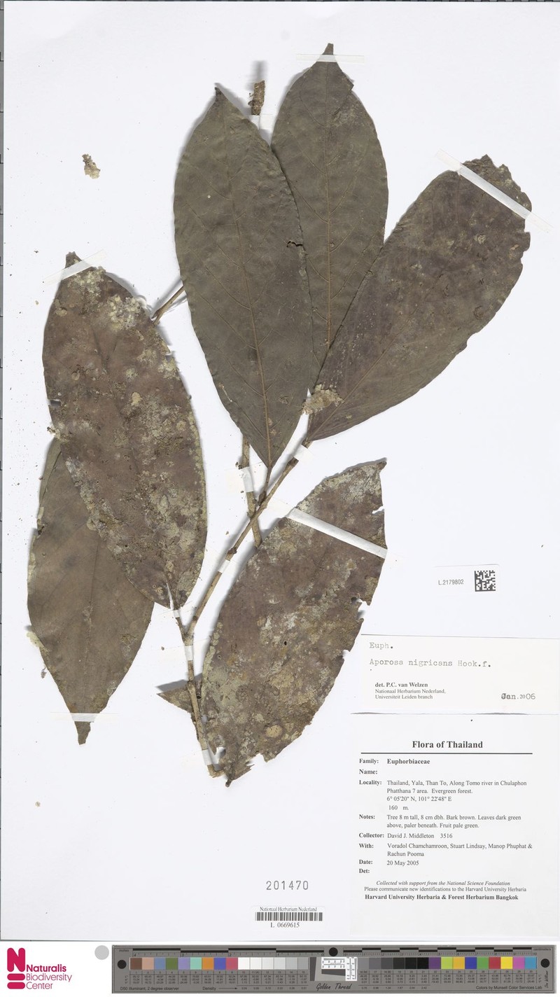 Aporosa nigricans photo 2