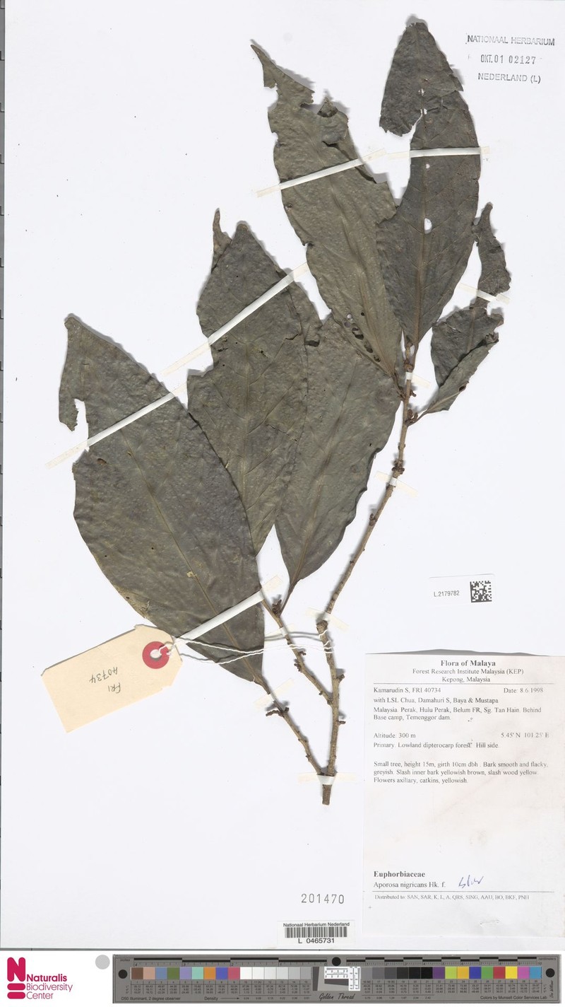Aporosa nigricans photo 3