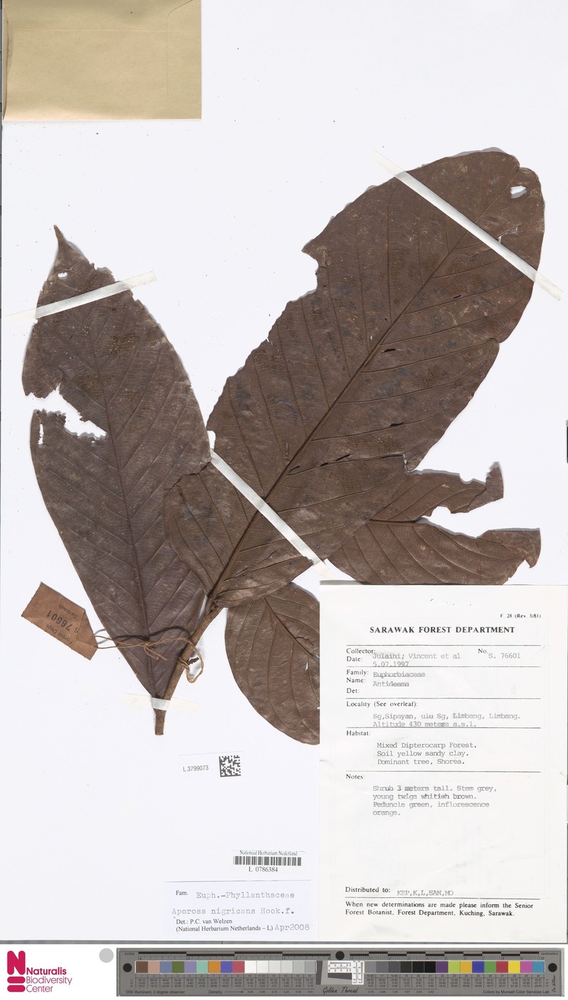 Aporosa nigricans photo 4
