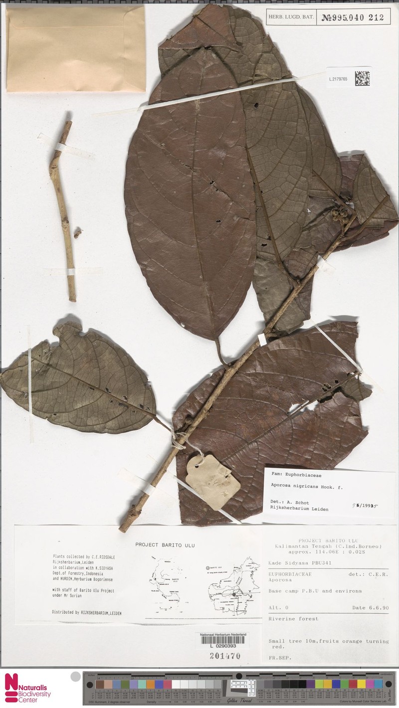 Aporosa nigricans photo 5