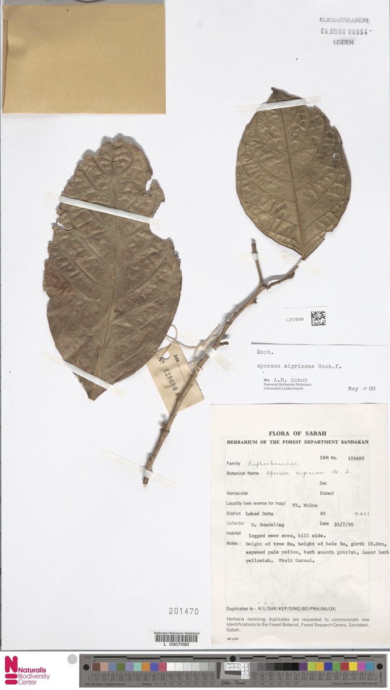 Aporosa nigricans photo 6