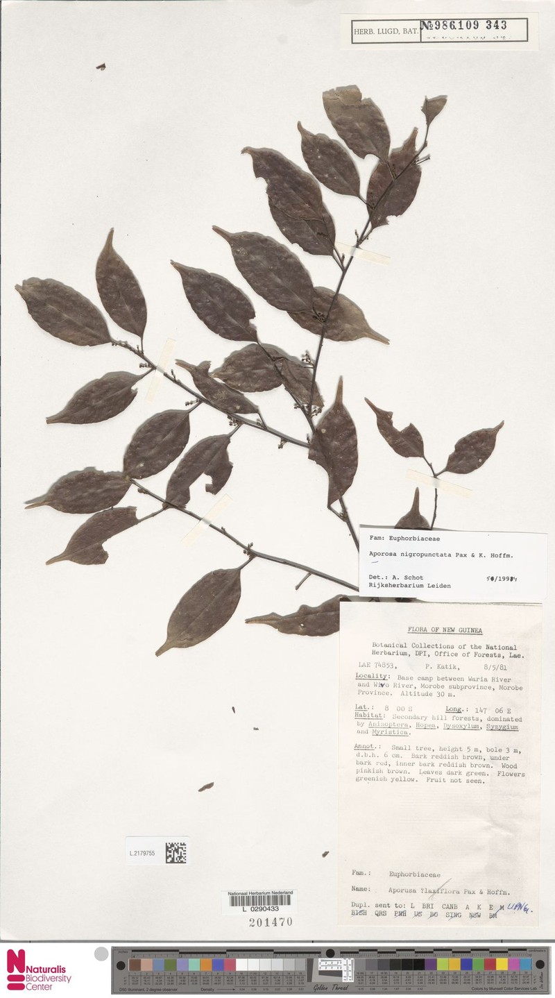 Aporosa nigropunctata
