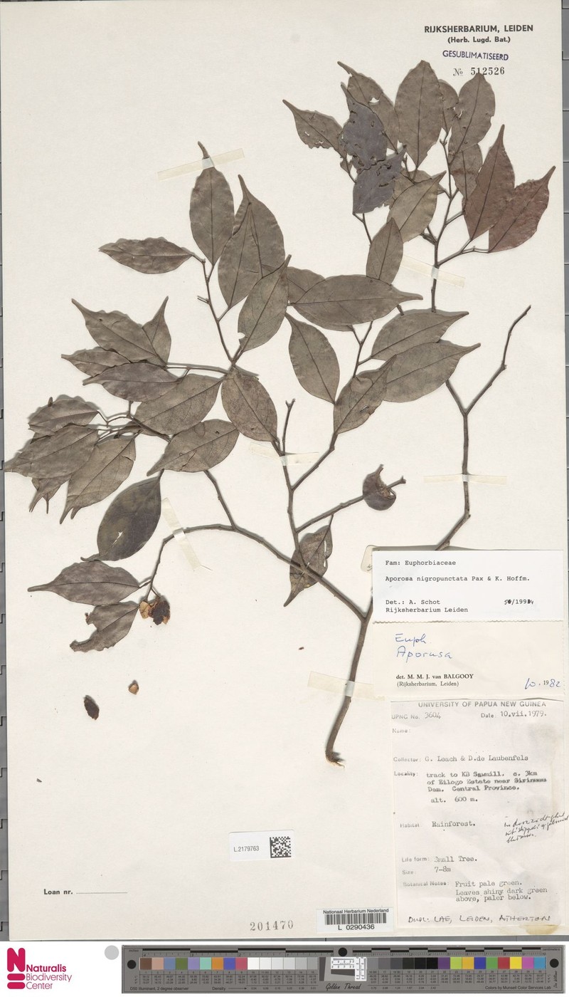 Aporosa nigropunctata photo 2