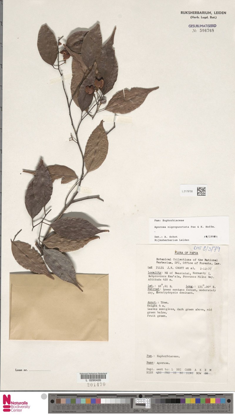 Aporosa nigropunctata photo 3