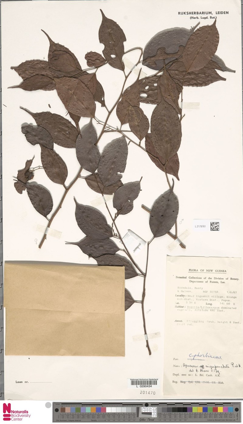 Aporosa nigropunctata photo 4