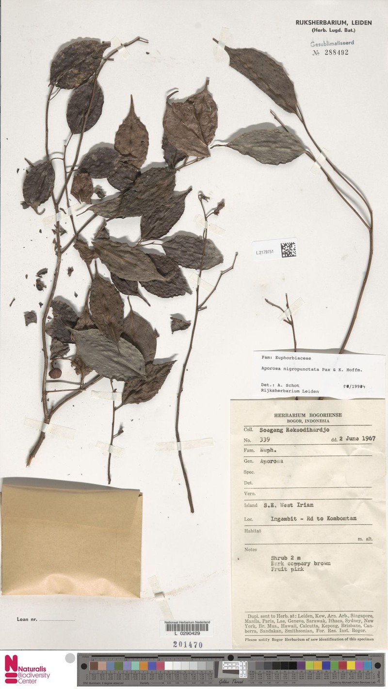 Aporosa nigropunctata photo 5