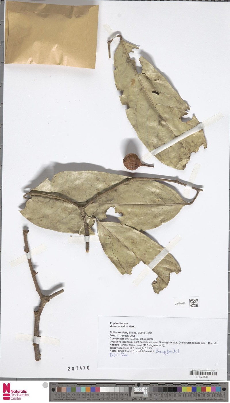 Aporosa nitida photo 3