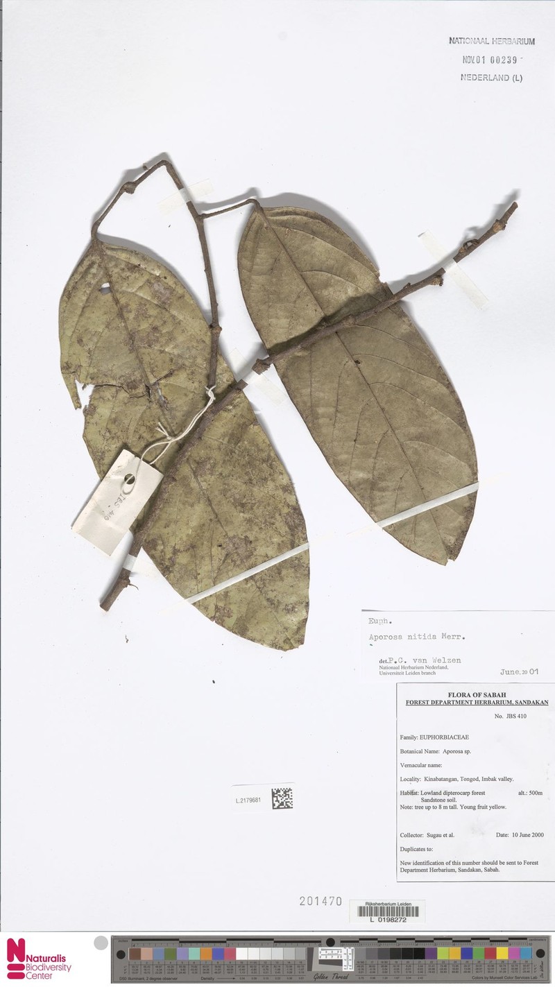 Aporosa nitida photo 8