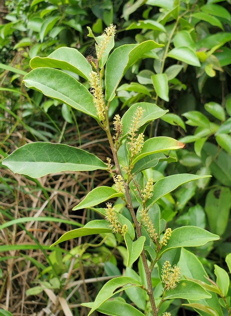 Aporosa octandra photo 3