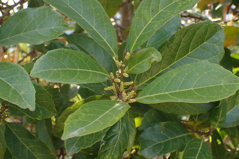 Aporosa octandra photo 4