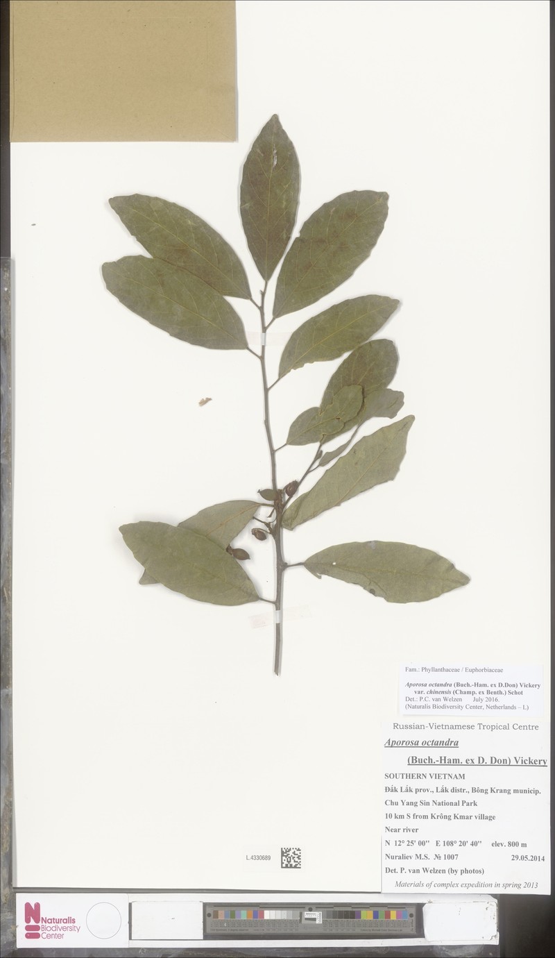 Aporosa octandra var. chinensis photo 3