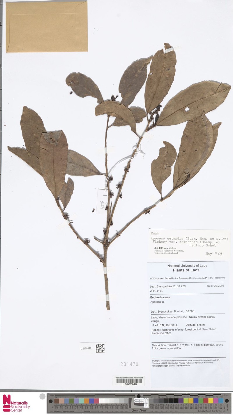 Aporosa octandra var. chinensis photo 4
